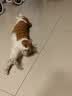 卫仕美毛爆爆袋猫干粮成猫幼猫全价冻干鲜肉猫粮1.5kg 实拍图