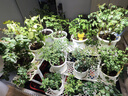 三思植物灯仿太阳全光谱悬挂植物生长灯补光灯-100W大功率可调光 实拍图