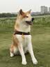 麦富迪狗粮 barf霸弗天然狗粮成犬粮冻干粮小型犬粮养胃益肠鸡肉2kg 实拍图