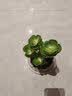 花翁室内客厅多肉绿植物花卉盆栽玉锦金钱木老桩（白莲花盆）源头直发 实拍图