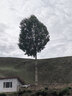 有棵树【隐形乳贴】无痕防走光防凸点婚纱吊带用小胸硅胶胸贴防汗乳头贴 实拍图