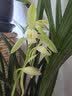 劉閣蘭花兰花苗建兰大凤素浓香好养室内花卉盆栽 4苗连体带花裸根源头直发 实拍图