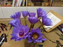 京东鲜花10枝紫色睡莲鲜花水养插花花束家庭客厅室内广州鲜花基地源头直发 实拍图