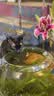 浦力斯奥 混合猫砂小颗粒瞬结团低尘原味猫砂猫咪用品5斤 实拍图