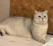 凯锐思猫条猫零食 猫条鱼肉条0添加0诱食剂湿粮混合口味猫咪零食 【体态管理】美毛轻负担100支 实拍图