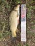 川泽鼎尖江湖子线双钩鳊鱼翘嘴鱼钩海夕有刺【钩6线1.0+钩7线1.2】 实拍图