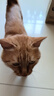 伟嘉主食猫罐头软包 猫主食餐包湿粮 进口成猫妙鲜包85g*36混合味 实拍图
