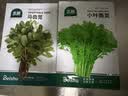 北蔬茼蒿菜种子苗小叶家庭阳台农家四季菜种籽 小叶茼蒿种子约3000粒 实拍图