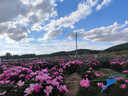 松达婴儿山茶油夏季霜儿童宝宝面霜滋润保湿霜晒后舒缓清爽润肤霜68g 实拍图