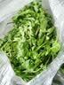 【顺丰】羽衣甘蓝 新鲜沙拉菜 都市健康轻食蔬菜 芝麻菜500g 实拍图