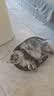 梵都宠舍猫抓板猫抓垫剑麻猫抓柱猫爬架耐磨不易掉屑实木猫爬架一体猫玩具 实拍图