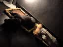 Orijen渴望狗粮 成犬幼犬无谷鸡天然鸡肉进口全价通用犬粮2kg 效期26/11 实拍图