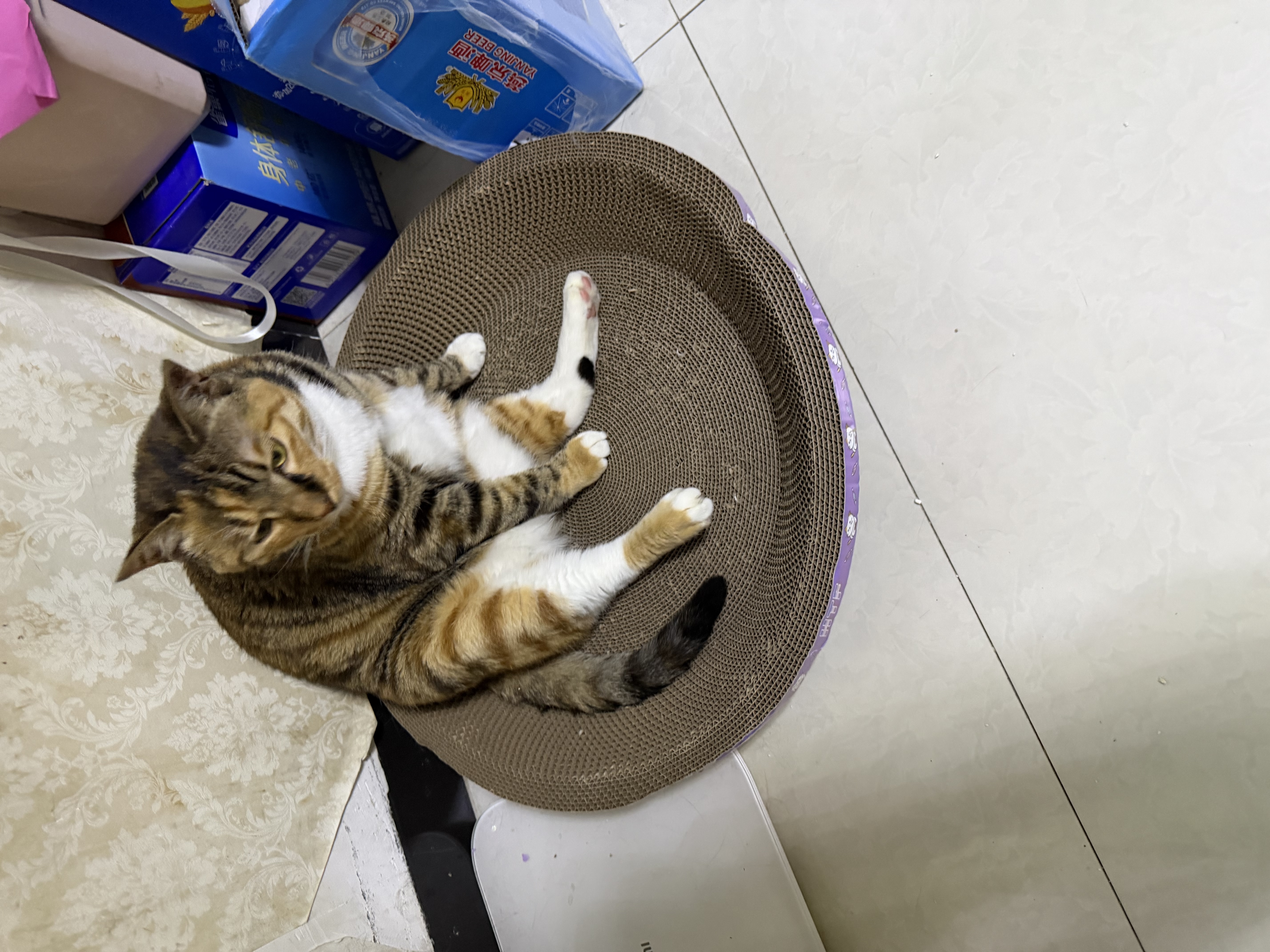 麦富迪猫罐头 红肉猫罐头猫咪零食成幼猫补水亮毛吞拿鱼鸡肉170g*24罐 实拍图