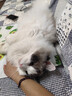 愛肯拿（ACANA）猫粮 海洋盛宴成猫幼猫粮 全价美毛无谷进口鱼肉粮1.8kg效期27/4 实拍图