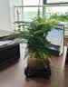花行榜文竹盆栽绿植物室内客厅中式禅意盆景办公室摆件高端花卉源头直发 实拍图