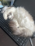 弗列加特FPMR生骨肉猫主食罐 成猫湿粮猫罐头 混合味45g*8罐 实拍图