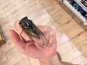 美士麦克斯成猫天然鲜肉猫粮1.8kg鸡肉味布偶蓝猫橘猫加菲英短全价粮 实拍图