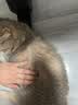 HELLOJOY宠物猫咪祛底绒梳去浮毛开结梳布偶缅因眉毛护理长毛猫宠物店同款 实拍图