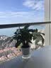 发财树盆栽大植物室内办公室桌面客厅小盆景招财树苗绿植花卉盆栽 三杆发财树 5-8cm【透明储水盆】 【送肥料】 实拍图