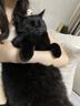 皇家猫粮 成猫猫粮 营养均衡 F32 通用粮 1-7岁 2KG 实拍图