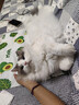 愛肯拿（ACANA）猫粮 海洋盛宴成猫幼猫粮 全价美毛无谷进口鱼肉粮1.8kg效期27/4 实拍图