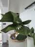 龟背竹水培植物室内好养绿植老桩客厅大叶盆栽除甲醛富贵竹天堂鸟 精品龟背竹50-60cm1颗（不含瓶）+营养液 不含盆 实拍图