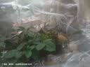 玫瑰花苗老桩绿植物盆栽月季蔷薇老根室内外阳台庭院特大花卉四季 38黑金（老桩苗四季开花） 实拍图