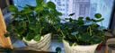 京云梦铜钱草水培盆栽金钱草室内外吸绿植花草2盆原土源头直发 实拍图
