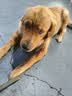 台派狗粮冻干四拼小中大型犬金毛萨摩成犬幼犬通用型狗干粮20kg 实拍图