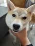 Orijen渴望狗粮 六种鱼 成犬幼犬全价鱼肉美毛进口犬粮2kg效期27/10 实拍图