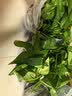 绿有意绿萝盆栽室内植物花卉绿植水培长藤垂吊大叶绿箩新房家用吸除甲醛 180绿加仑吸水绿萝4盆+壶+10肥 带盆带土发货 实拍图