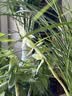 德沃多缓释复合肥500g兰花型园艺绿植盆栽养花肥料颗粒氮磷钾肥 实拍图