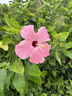 ALittleFlower【全网热销600W+高清膜】适用iPhone16e/14/13/13pro手机膜苹果16e/14/13/13pro钢化膜保护膜 实拍图