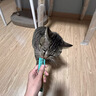 多特思猫零食猫条200支混合口味0肉粉0诱食剂猫咪鱼油罐头湿粮 实拍图