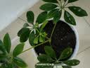 漫德莱营养土30L通用型植物有机土多肉兰花绿萝发财树泥炭土肥料 实拍图