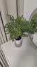 萌肉居仙洞龟背竹植物观叶盆栽花卉绿植仙洞龟背竹早安盆源头直发 实拍图