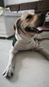 LEGENDSANDY蓝氏狗粮金毛全犬种成犬幼犬多肉蔬菜30kg【囤货装】 实拍图