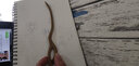 多高（ineless）雕刻刀套装木刻刀 美工刀木工工具篆刻刀橡皮章雕刻刀具手工木雕刀 10支装+收纳盒+3根磨刀石 实拍图