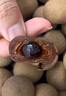 十月稻田 桂圆干 500g 带壳桂圆肉 龙眼肉干 枸杞红枣泡茶八宝粥 零食干货 实拍图