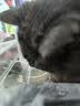 自然光环Halo【成猫健美】美国进口猫粮无谷主粮大袋宠物成年减肥干粮蓝猫 【热卖装】健美鸡肉味6磅*2（效期27.6起） 下单抽奖·满赠好礼~详情请入会 实拍图