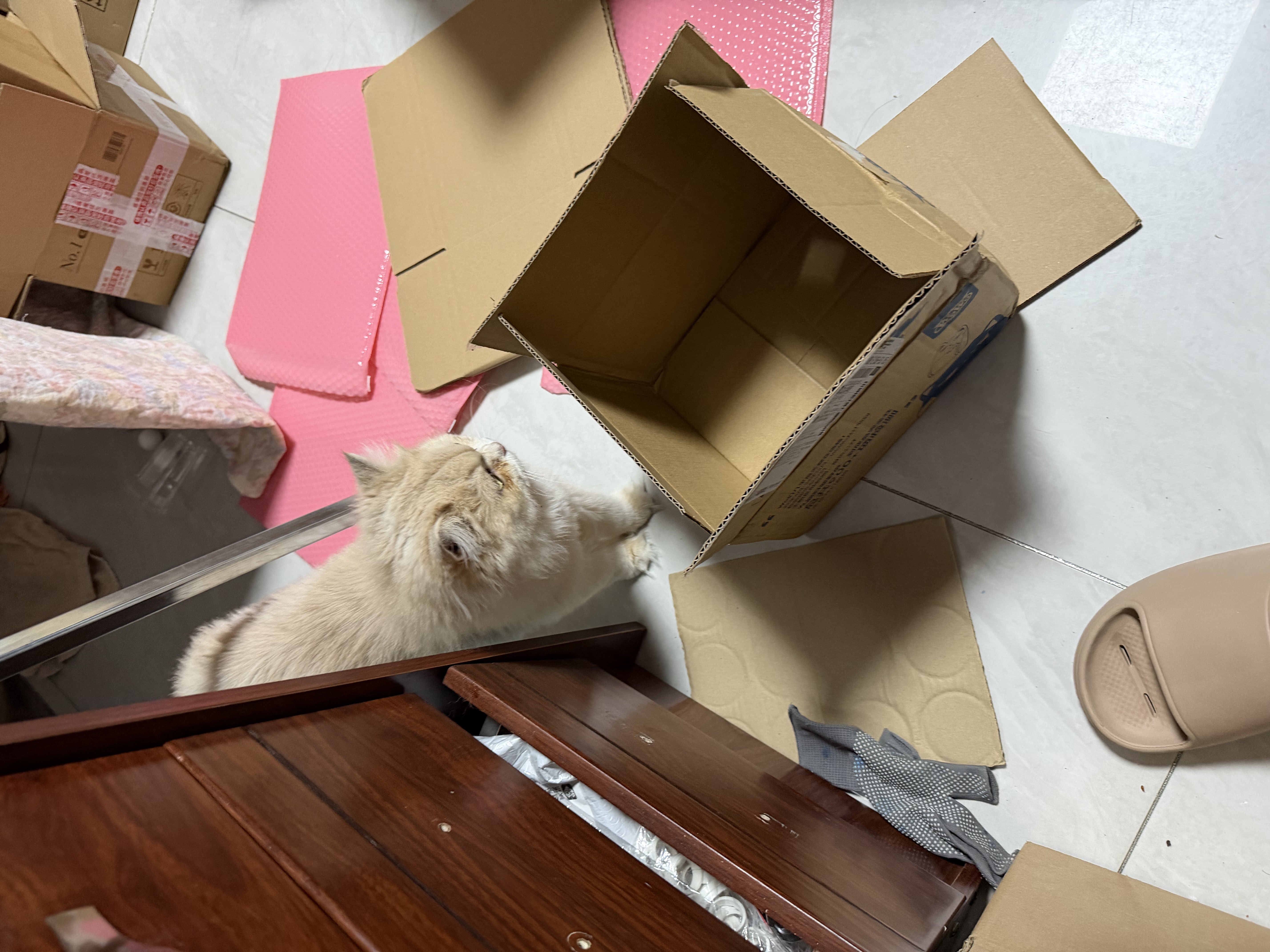美士全护双拼冻干成猫猫粮全价 1.5kg*4肠道健康 实拍图