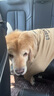 疯狂小狗 狗零食牙倍净洁齿旋风棒宠物幼犬小型犬磨牙棒 猕猴桃配方150g 实拍图