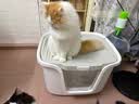 卷尾巴（CURLY TAIL）猫砂盆全封闭式特大号猫厕所除臭防外溅顶入式超大猫沙盆猫咪用品 PMAX气质灰巨无霸【65cm加大款】 实拍图