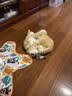 欢宠网猫玩具猫咪五角星捕捉罩捕猎电动自动逗猫棒猫猫小猫幼猫自嗨解闷 实拍图