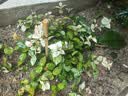 海蒂的花园花叶络石四季常绿好养观叶垂吊植物阳台室内绿植盆栽源头直发包邮 花叶络石14cm 含盆 实拍图