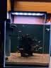 尼特利AT5S水草灯530S专业级全光谱led伸缩鱼缸灯专用植物补光灯 实拍图