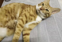 富力鲜（Frisian）泰国进口 猫罐头85g*24罐 白身鲔鱼+蟹肉罐头 猫粮猫咪零食湿粮 实拍图