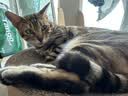 尾巴生活主食猫条全价鲜骨肉 12g*8条 猫咪零食营养多口味混合装成猫幼猫 实拍图