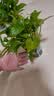 京东绿植绿萝盆栽除甲醛花卉绿植办公室新房净化空气 120款10盆源头直发 实拍图