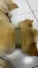 VOXCAE狗项圈大型犬狗脖圈中型犬训练户外猛犬宠物项圈金毛萨摩帆布狗圈 棕色项圈 M码-建议体重30-45斤 实拍图